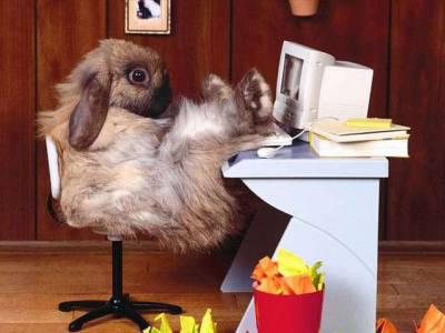 lapin